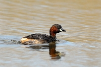 03 Tachybaptus ruficollis (tuffetto)